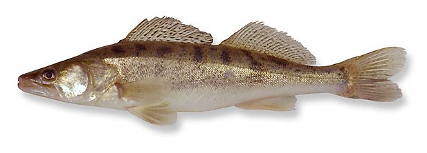 snoekbaars